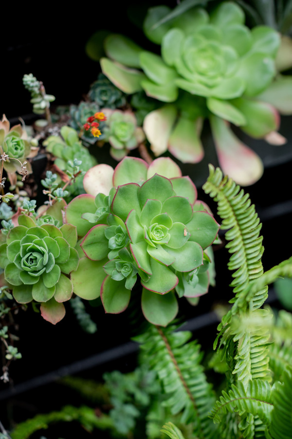 Succulents add to the green wedding ambiance